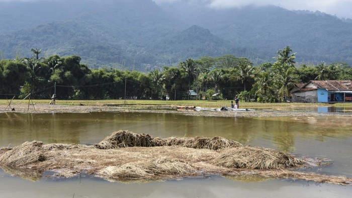 Ratusan Hektare Lahan Pertanian di Tasikmalaya Terendam Banjir Lahan pertanian yang terendam banjir di Sukaresik, Kabupaten Tasikmalaya, Jawa Barat, Rabu (24/4/2024). Hujan yang mengguyur di wilayah Kabupaten Tasikmalaya menyebabkan Sungai Citanduy meluap dan merendam ratusan rumah serta ratusan hektare lahan pertanian. ANTARA FOTO/Adeng Bustomi/Spt.