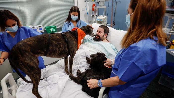 Patient Joel Bueno caresses theraphy dogs as the Affinity Foundation brings dogs to  comfort ICU (Intensive Care Unit) patients at Hospital del Mar in Barcelona, Spain, April 18, 2024. REUTERS/Albert Gea