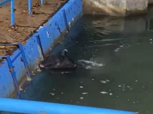 Tapir Tercebur Bendungan di Pasaman Barat Usai Selamatkan Diri dari Pemangsa