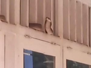 Ngeri! Ular Kobra Nongol di Ventilasi Kantor Kecamatan Karanganyar Demak