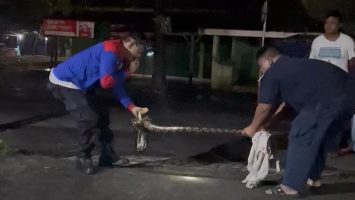 Seekor ular sanca yang dievakuasi oleh petugas Damkar Gunungkidul di Panti Asuhan Almarina, Kapanewon Karangmojo, Kamis (24/4/2024) dini hari.