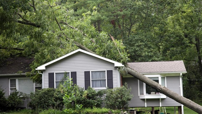 Tree that has fallen on a house during a severe storm
[url=file_closeup.php?id=17576193][img]file_thumbview_approve.php?size=1&id=17576193[/img][/url]

[url=http://www.istockphoto.com/file_search.php?action=file&lightboxID=3990307]
[img]http://i292.photobucket.com/albums/mm29/jcookephoto/constructionlblink.jpg[/img][/url]