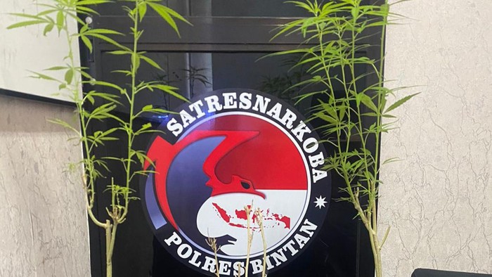 3 pohon ganja yang ditanam AA di kebun orang tuanya di Bintan. (Istimewa)
