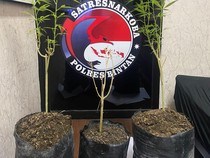 Tanam 3 Pohon Ganja di Kebun, Pria di Tanjungpinang Dibekuk Polisi