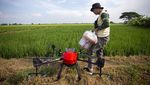 Canggih, Petani Indramayu Semprotkan Pertisida Pakai Drone