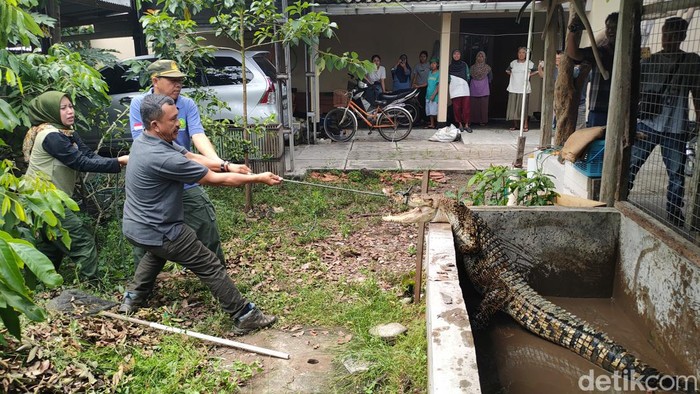 Evakuasi buaya muara di rumah warga Dusun Bendungan Lor, Kalurahan Bendungan, Kapanewon Wates, Kulon Progo, Kamis (25/4/2024).