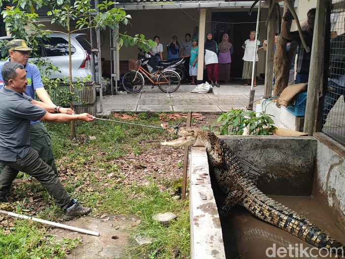 Evakuasi buaya muara di rumah warga Dusun Bendungan Lor, Kalurahan Bendungan, Kapanewon Wates, Kulon Progo, Kamis (25/4/2024).