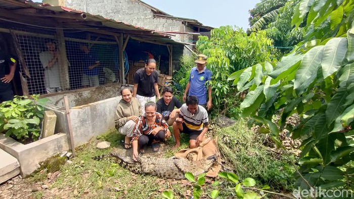 Evakuasi buaya muara di rumah warga Dusun Bendungan Lor, Kalurahan Bendungan, Kapanewon Wates, Kulon Progo, Kamis (25/4/2024).