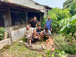 Mengenal Buaya Muara, Reptil Terbesar yang Hidup di Indonesia