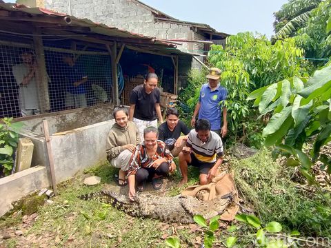 Evakuasi buaya muara di rumah warga Dusun Bendungan Lor, Kalurahan Bendungan, Kapanewon Wates, Kulon Progo, Kamis (25/4/2024).