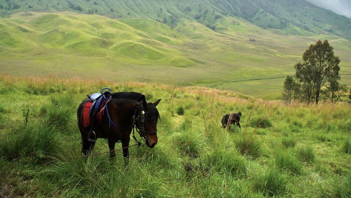 Kuda milik warga memakan rumput di kawasan Taman Nasional Bromo Tengger Semeru (TNBTS), Probolinggo, Jawa Timur, Kamis (25/4/2024). Balai Besar TNBTS memberlakukan penutupan sementara kegiatan wisata pada 25-26 April 2024 dalam rangka pembersihan kawasan wisata usai libur Lebaran. ANTARA FOTO/Irfan Sumanjaya/aww.