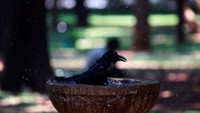 Seekor burung gagak berenang di air mancur saat hari panas di Bengaluru, Karnataka, India, 24 April 2024.  