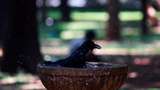 Panas Menyengat di India, Burung Gagak Mandi di Air Mancur
