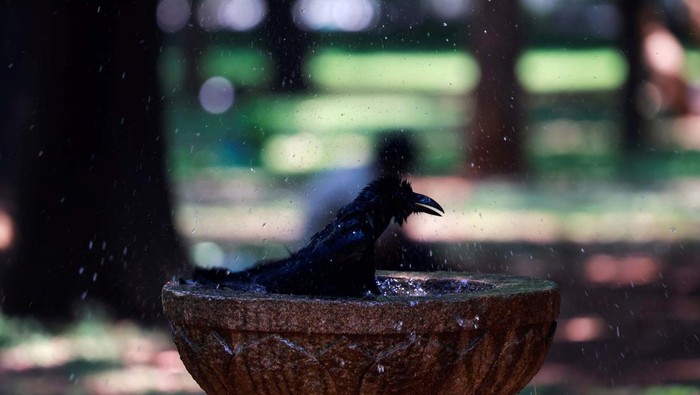 Panas Menyengat di India, Burung Gagak Mandi di Air Mancur A woman drinks curd to cool herself down during a hot day in Bengaluru, Karnataka, India, April 24, 2024. REUTERS/Navesh Chitrakar