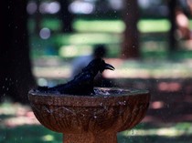 Panas Menyengat di India, Burung Gagak Mandi di Air Mancur