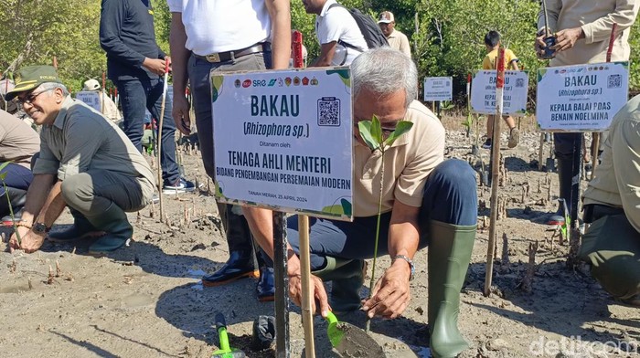 Penanaman bibit mangrove di Wisata Teluk Kupang, Kamis (25/4/2024).
Foto: Simon Selly / detikBali.