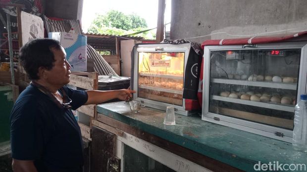 Peternak Jago Karah Farm Surabaya