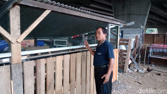 Peternak Jago Karah Farm Surabaya