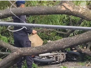 Pohon Tumbang Timpa Pemotor dan Tiang Listrik di Jalan Alauddin Makassar