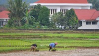 Petani menanam padi di areal sawah dekat permukiman, di Koto Tangah, Padang, Sumatera Barat, Kamis (25/4/2024).