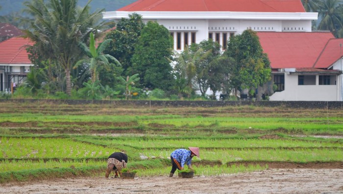 Petani menanam padi di areal sawah dekat permukiman, di Koto Tangah, Padang, Sumatera Barat, Kamis (25/4/2024). Dinas Pertanian Kota Padang mencatat lahan sawah di Kota Padang saat ini seluas 4.200 hektare, menyusut 1.000 hektare dibandingkan tahun 2019 yang berada pada angka 5.200 hektare. ANTARA FOTO/Iggoy el Fitra/tom.