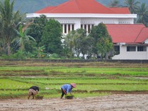 Terdampak Banjir Bandang, Kenapa Sawah Daerah Ini Terancam Kekeringan?