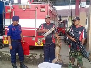 Monyet Liar yang Serang Sekuriti DPRD Tanjungbalai Ditembak Perbakin
