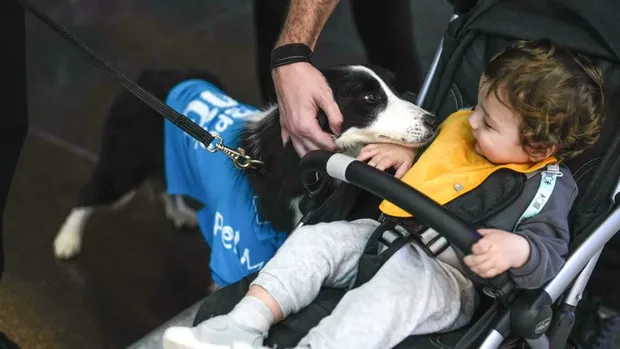 Anjing terapi di Bandara Istanbul Turki