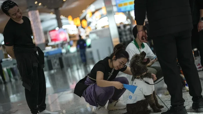 Anjing terapi di Bandara Istanbul Turki