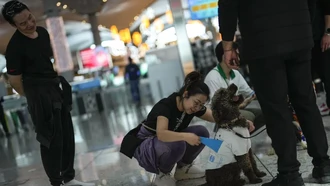 Bandara Turki Kerahkan 5 Anjing Buat Temani Traveler yang Stres-Cemas