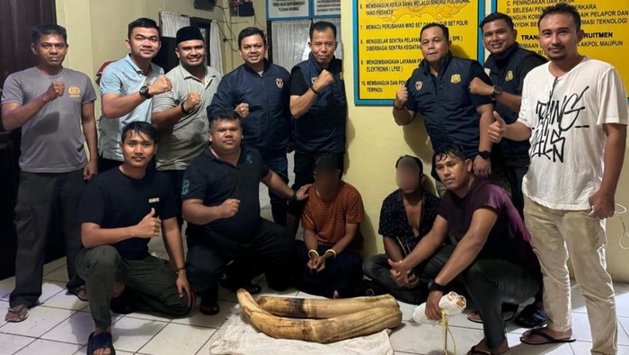 Dua warga di Pidie, Aceh ditangkap karena kepergok membawa dua gading gajah. (Foto: dok Polda Aceh).