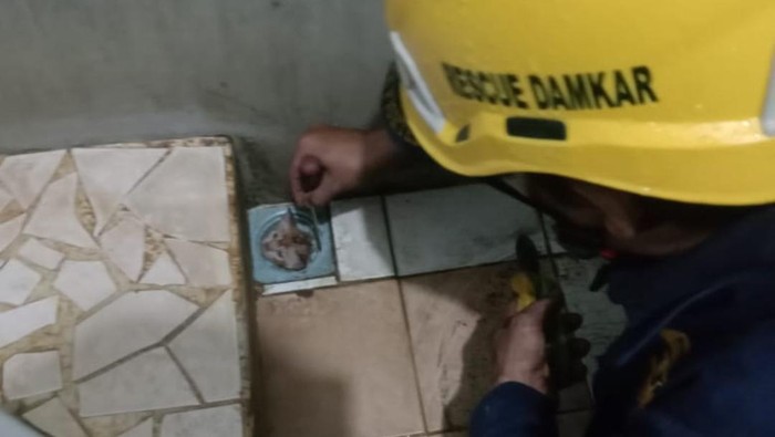 Tim Damkar Beraksi Cepat Selamatkan Kucing yang Terjebak di Saluran Air Kamar Mandi di Bogor