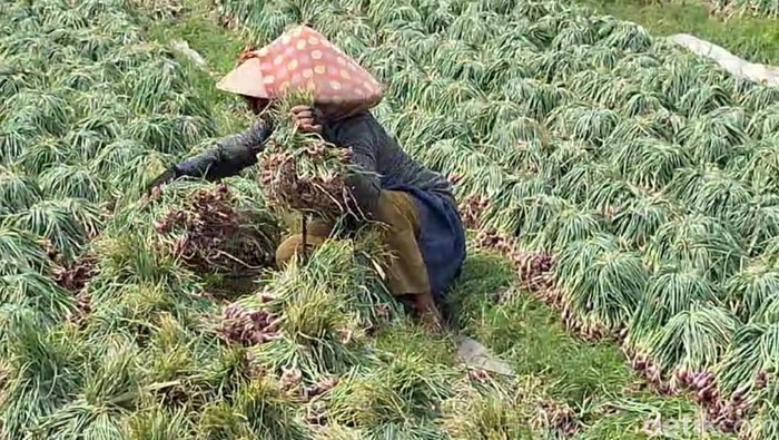 Petani di Brebes tengah menjemur bawang merah pascapanen.