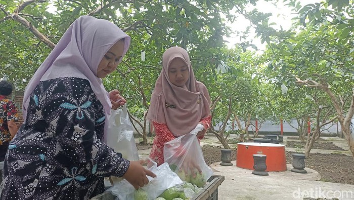 Pembeli memilih jambu merah yang dipercaya jadi obat demam berdarah Pembeli memilih jambu merah yang dipercaya jadi obat demam berdarah