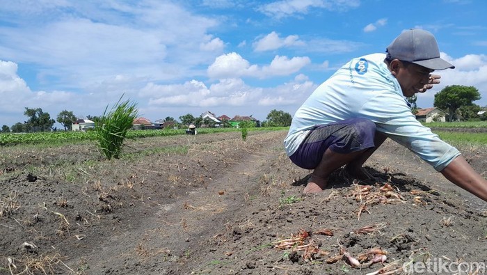 Petani di Desa Mulyorejo, Demak memanen bawang merahnya yang membusuk akibat banjir, Jumat (26/4/2024).