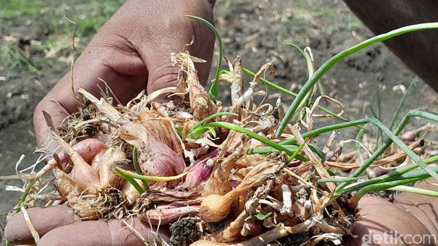 Petani di Desa Mulyorejo, Demak memanen bawang merahnya yang membusuk akibat banjir, Jumat (26/4/2024).