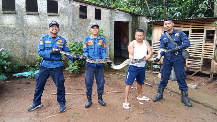 Ular Sanca Raksasa Membahayakan Kandang Ternak, Warga Bogor Turun Tangan