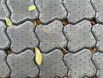 Cara Ampuh Bersihkan Lumut dan Rumput yang Tumbuh di Sela Paving Block