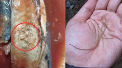 Kacau! Ribuan Kaleng Sarden Impor Terpapar Cacing Parasit
