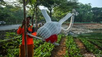 Nantinya akan ada 10 soang yang akan bertugas mengusir hama di area tanaman yang dikelola UPK Badan Air Kec Penjaringan.  