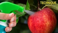 Tampilan buah yang segar di iklan ternyata tak lepas dari peran spray air yang membuat buah berembun. Foto: Brightside
