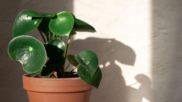 Peperomia raindrop plant stand on concrete wall background. Home gardening. Banner with copy space.