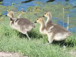 Bahaya Lihat Foto Ini Sekilas! Bikin Mata Terkecoh dan Salah Tafsir