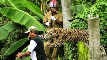 Setelah melarikan diri dari Suaka Margasatwa Mahananda di Benggala Barat, seekor jaguar Benggala mulai membuat kekacauan di sebuah desa bernama Limbu. Saat mencoba menangkap kembali makhluk itu, obat penenang ditembakkan ke makhluk itu, tetapi tidak cukup kuat. Dalam foto ini, jaguar menyerang penjaga hutan dari belakang. Pria itu selamat, tapi jaguar tidak. Itu ditembak oleh pria di dekatnya, mengakhiri teror dan ketakutan. Foto: Petapixel