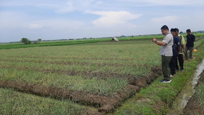 Kabupaten Indramayu telah lama tersohor sebagai salah satu sentra produksi bawang merah yang memasok pasar Jabodetabek.