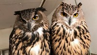 Kafe bernama Hoot Hoot dapat menjadi wisata alternatif bagi penggemar Harry Potter. Berbagai jenis burung hantu boleh dipangku sambil menikmati hidangan kafe yang lezat! Foto: Instagram