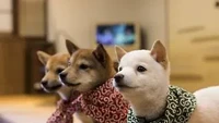 Siapa tak kenal Shiba Inu? Sosok anjing setia yang patungnya diabadikan. Di Tokyo ada kafe Harajuku Mame-Shiba yang sediakan Shiba Inu di dalam kafenya. Foto: Instagram