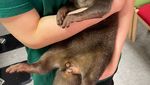 Unik! 10 Kafe Ini Ada Burung Hantu hingga Capybara untuk Temani Pelanggan