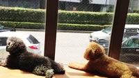 Bagaimana ya rasanya bersantai di kafe sambil dikelilingi anjing yang lucu? Suasana menyenangkan ini dapat ditemukan di kafe Dog Heart from Aquamarine, Jepang. Foto: Instagram