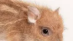 Unik! 10 Kafe Ini Ada Burung Hantu hingga Capybara untuk Temani Pelanggan